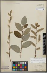 Foto von Salix appendiculata Vill. x Salix caprea L.